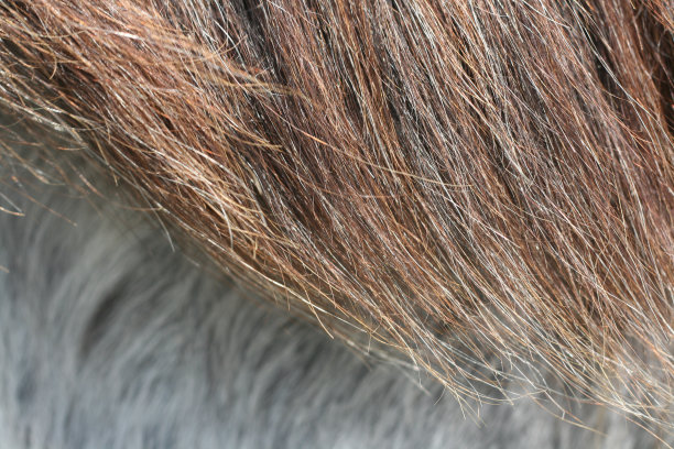 阿帕卢萨马马鬃毛图片下载