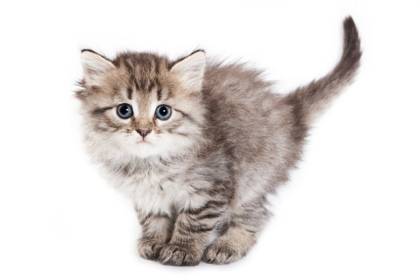 毛茸茸的小猫站着，尾巴很大素材图片