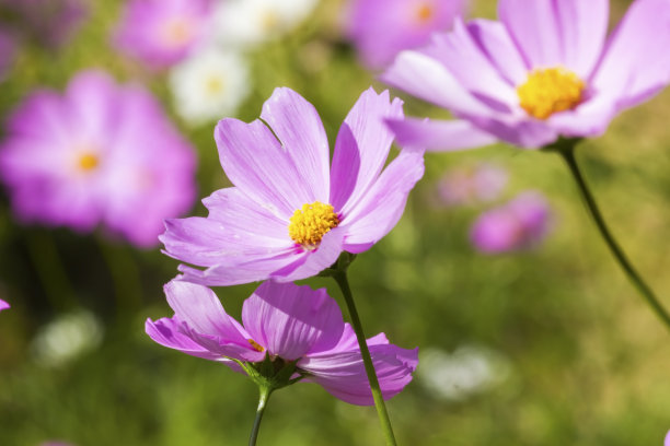 宇宙的花图片下载