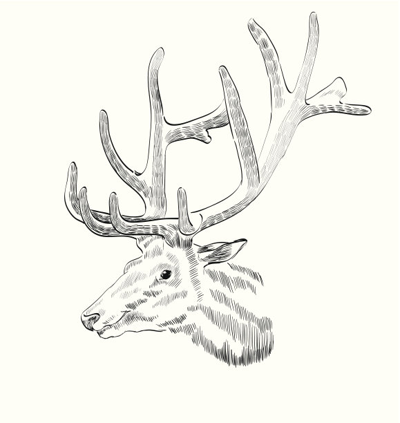素描鹿图片下载