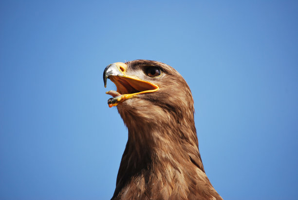 guia-de-Asa-Redonda(马特奥-马特奥)图片下载