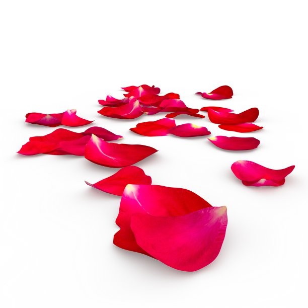 地上有一朵红玫瑰的花瓣图片下载