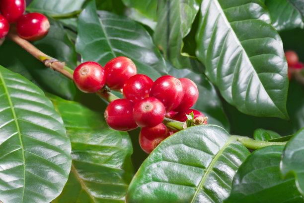 ?带叶子的咖啡豆图片下载