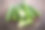 黄瓜照片素材ID：141664936