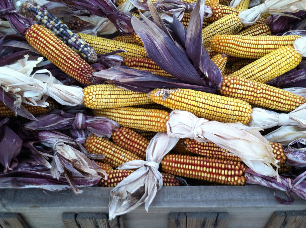 紫色玉米和黄色玉米图片下载