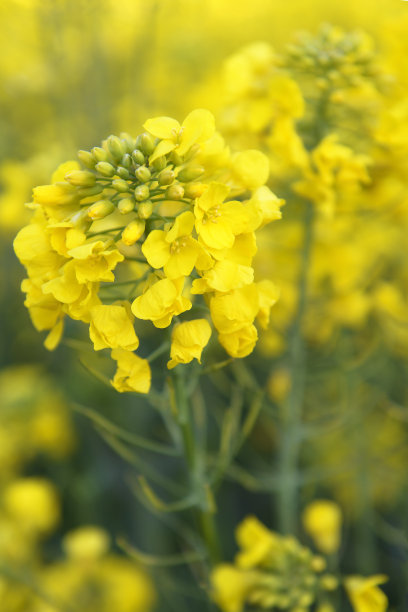 油菜开花图片下载