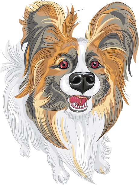 矢量纯种犬蝶耳犬品种图片下载