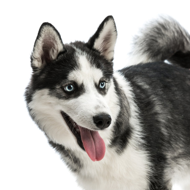 西伯利亚雪橇犬图片下载