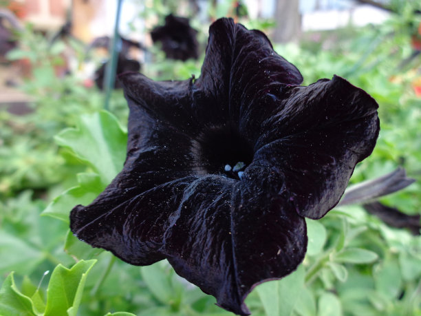 花?tunia黑色图片下载