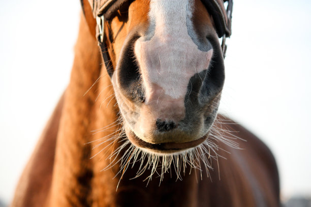 栗色马鼻子的特写图片下载