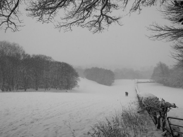 在雪中漫步图片下载