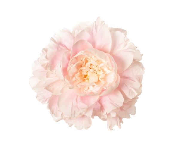 白牡丹的头素材图片