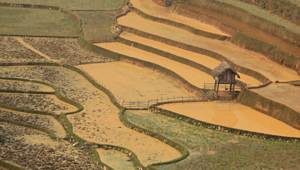 孤立的房子在稻田梯田图片下载