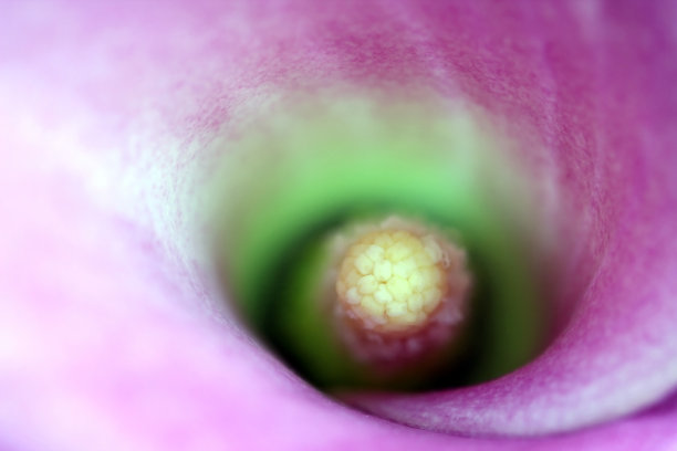 马蹄莲特写图片下载