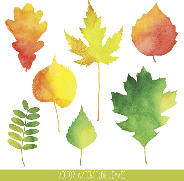 矢量水彩秋叶图片下载