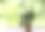 茉莉花图片素材ID：141714190