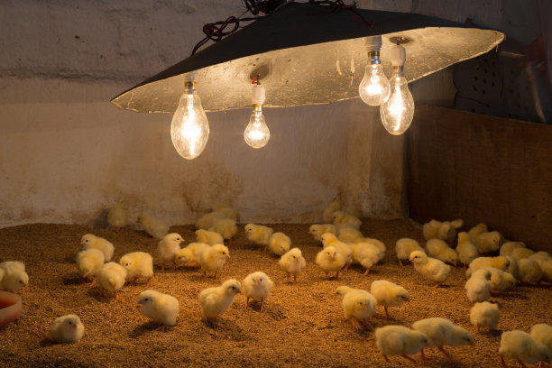 一天老鸡图片下载