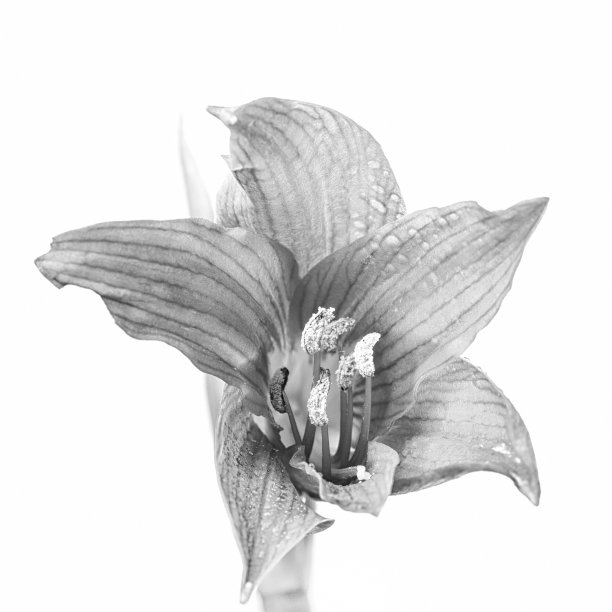 在白色背景上的黑白花。图片下载