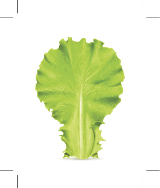 新鲜绿叶莴苣素材图片