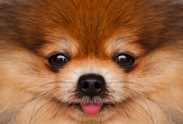 波美拉尼亚的。图片下载