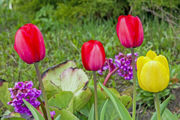 油画风格的照片的郁金香花图片下载