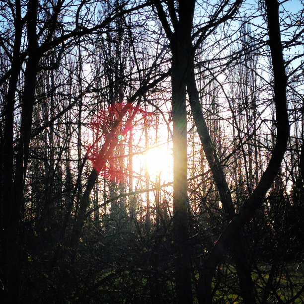 阳光穿过灌木丛。图片下载
