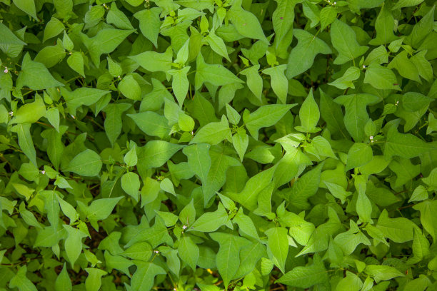 石头背景有植物和草图片下载