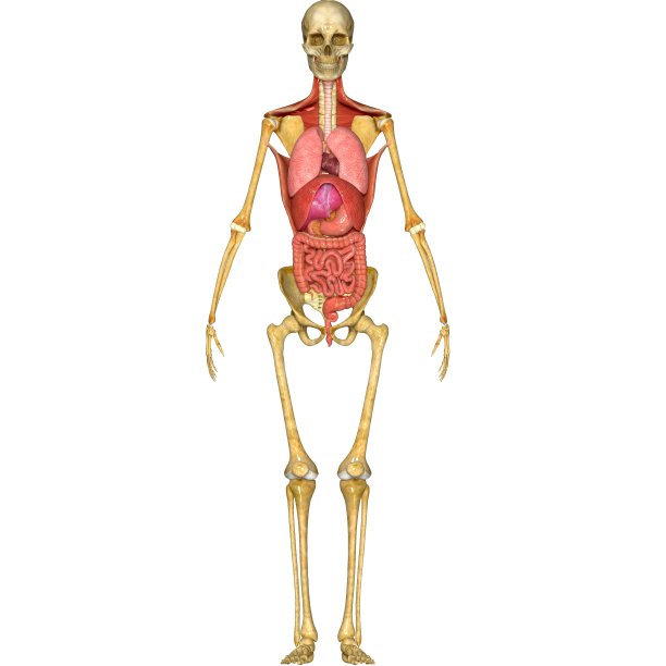 人体解剖学图片下载