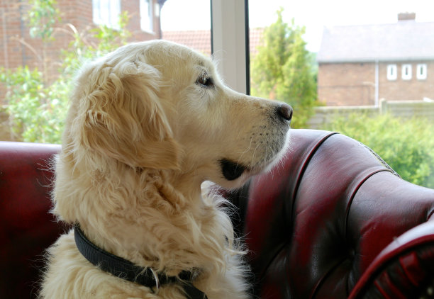 狗往窗外看图片下载