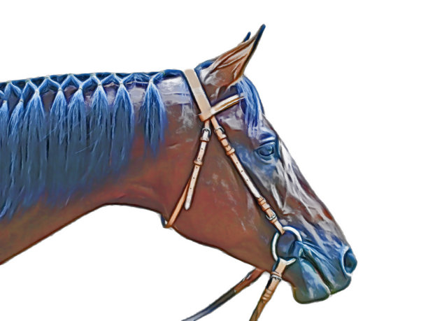 棕色马头的特写镜头图片下载