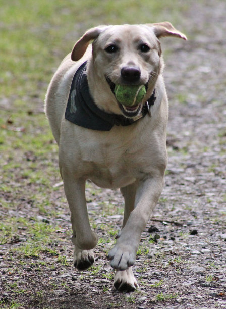 金色拉布拉多在玩接球图片下载