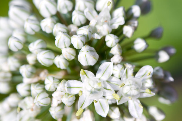 洋葱花图片下载