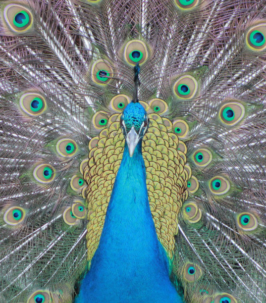 骄傲的孔雀图片下载