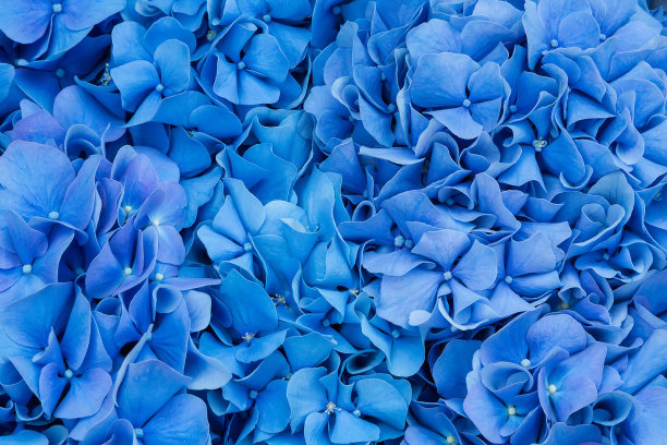 美丽的剑兰花特写图片下载