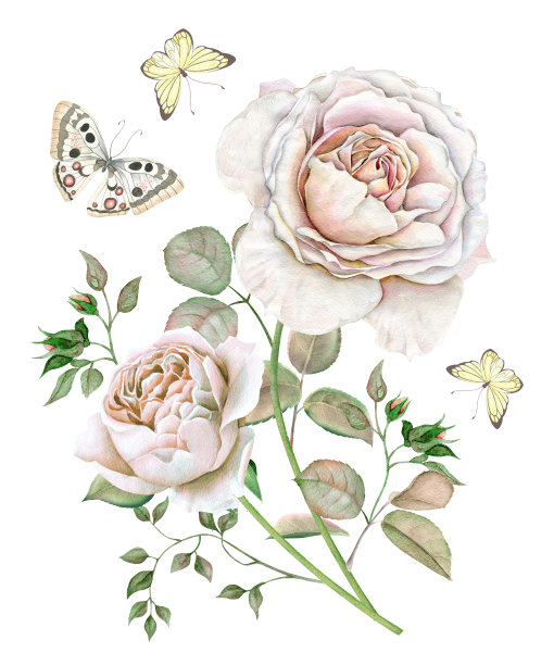 水彩英国玫瑰和蝴蝶图片下载