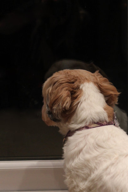 狗往窗外看图片下载