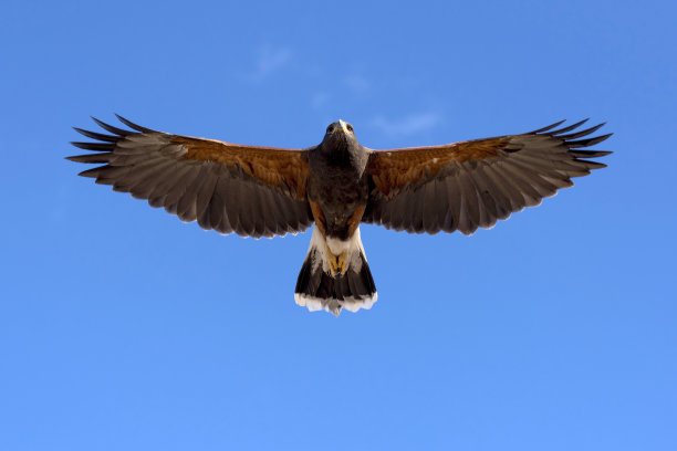 惊恐的哈里斯·霍克图片下载