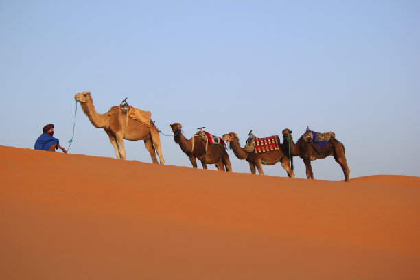 贝都因和骆驼图片下载