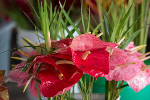 市场上的红掌和红掌图片下载