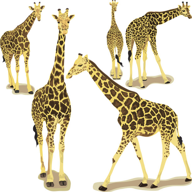 长颈鹿收集图片下载