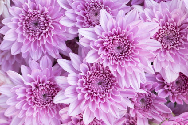 美丽的粉红色菊花背景素材图片