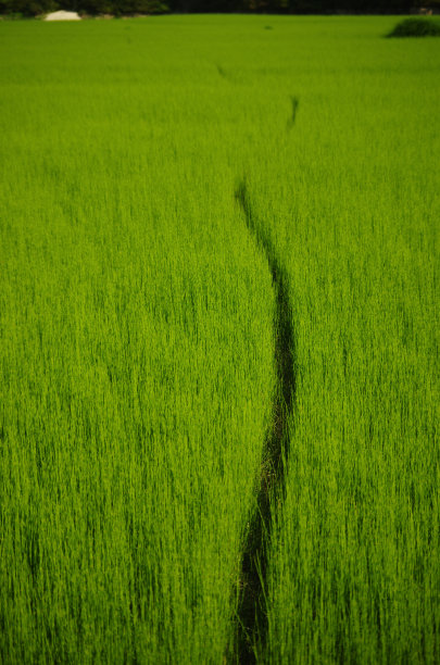 绿色小径图片下载