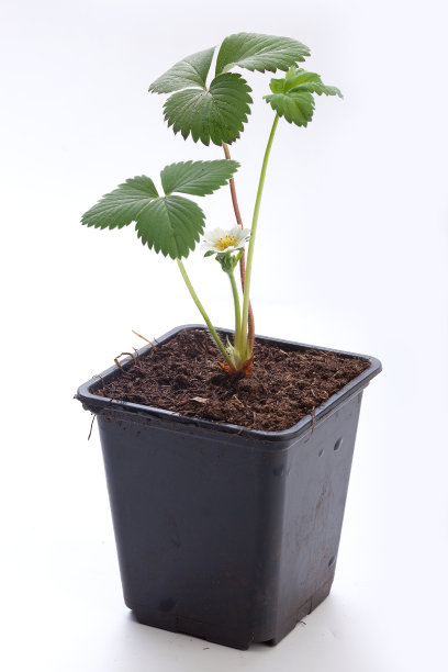 野生草莓的布什图片下载