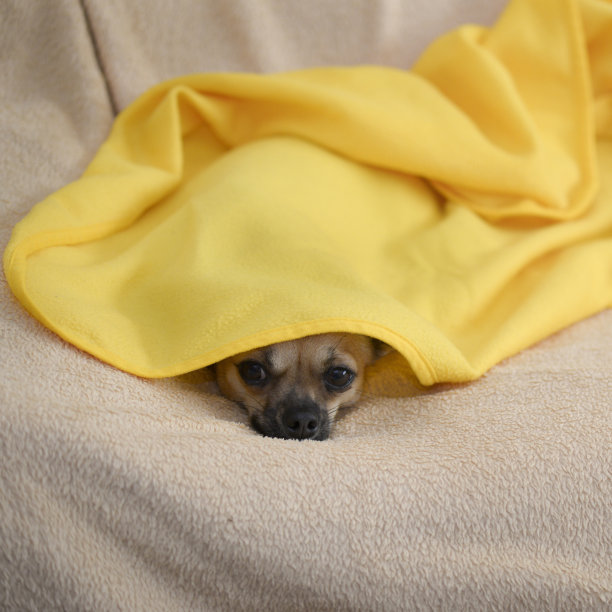 吉娃娃图片下载