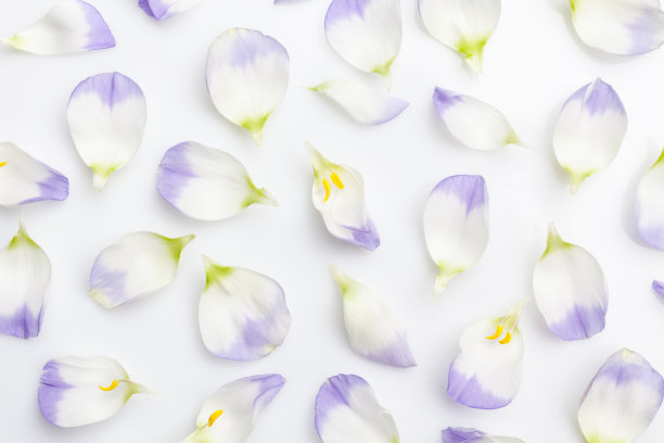 白色和紫色的花瓣从上到下都是白色的图片下载