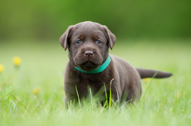 棕色拉布拉多寻回犬幼犬素材图片