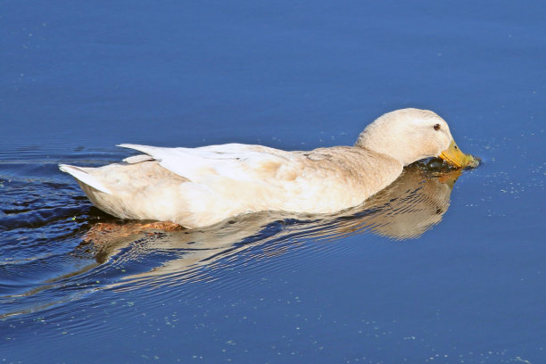 游泳的鸭子在河里饮水图片下载
