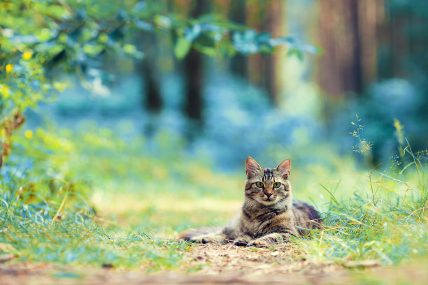 户外摄影图片素材ID：141854452