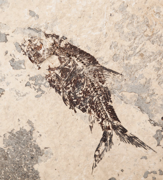 史前鱼类印记图片下载