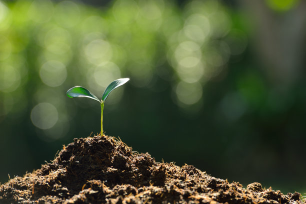 年轻的植物图片下载